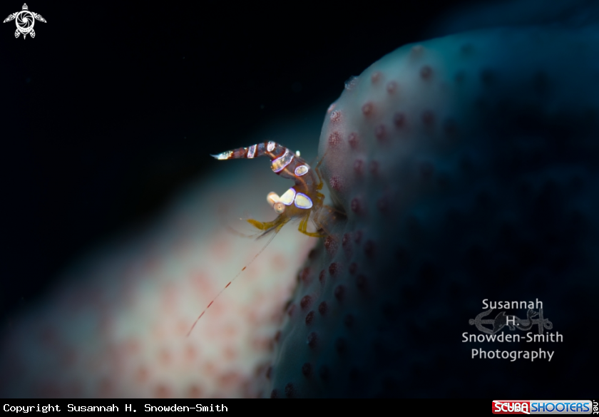 A Sexy Shrimp