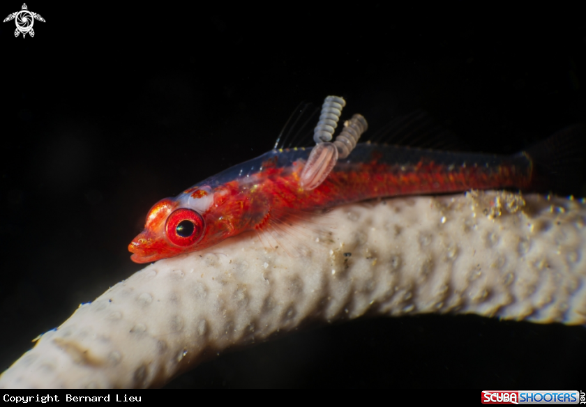 A Goby