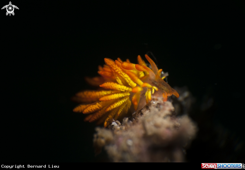 A Nudibranch 