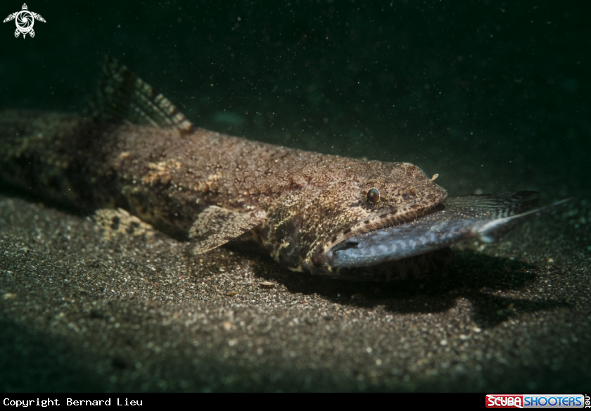 A Fish 
