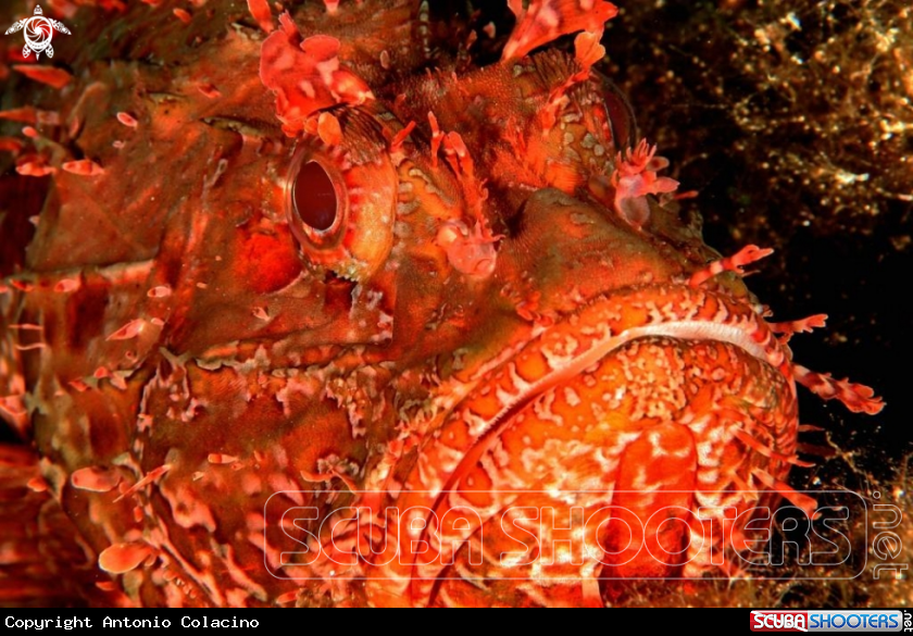 A Scorfano rosso
