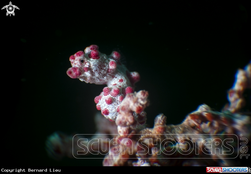 A Pygmy Seahorse