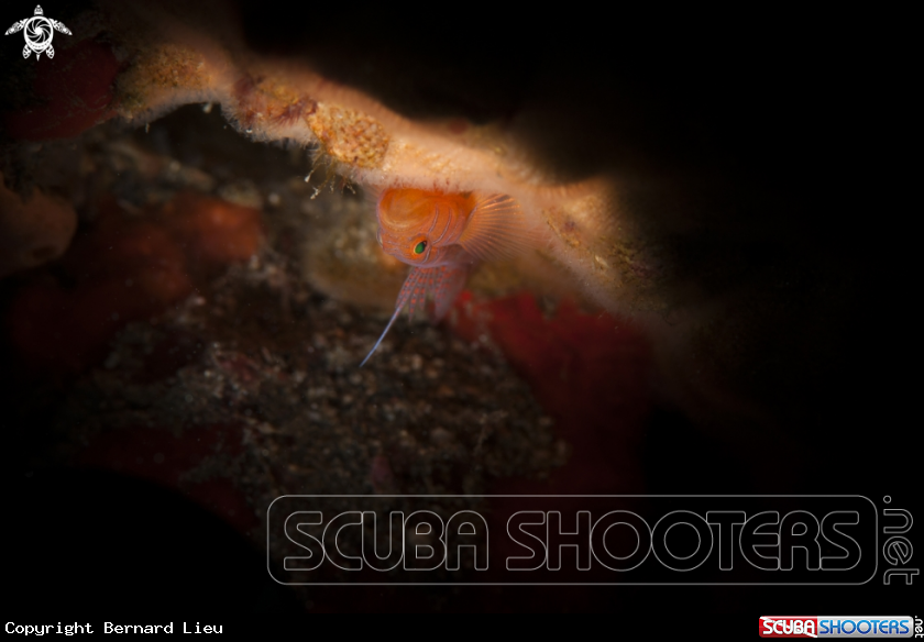 A Tiger Goby