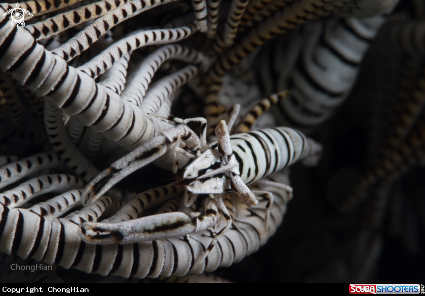 A Crinoid Shrimp