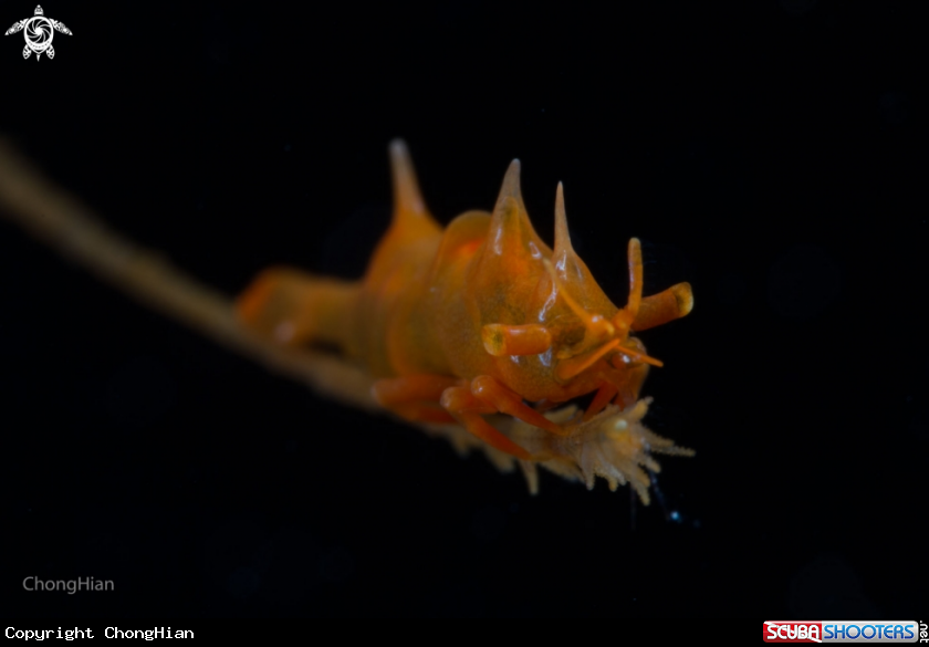 A Dragon Shrimp