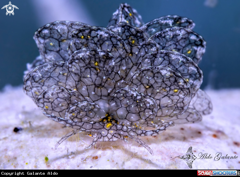 A Cyerce  Sea Slug, Nudibranch.
