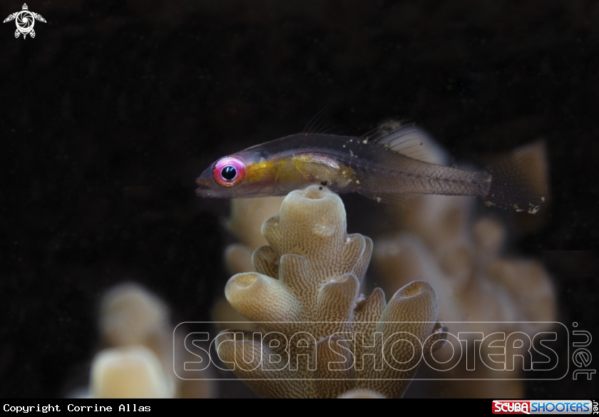 A pink-eyed goby