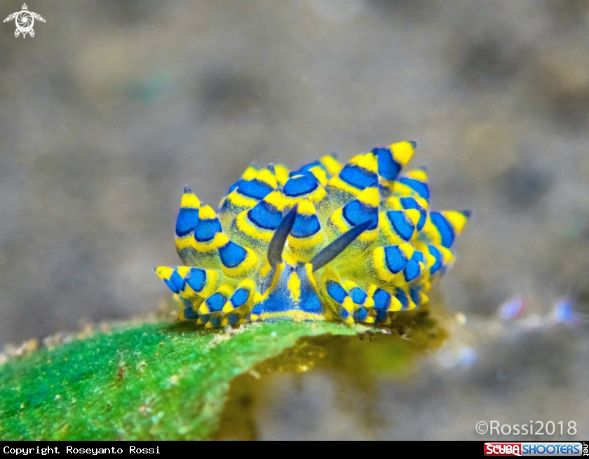 A Costasiella sp