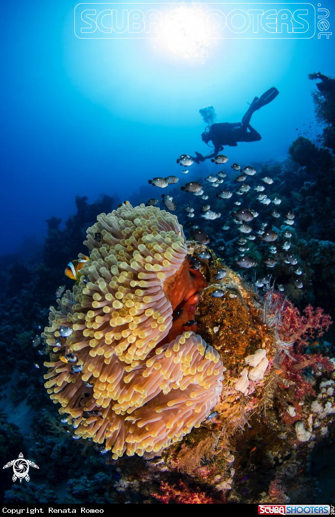 A anemone