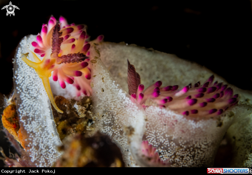 A Favorinus mirabilis