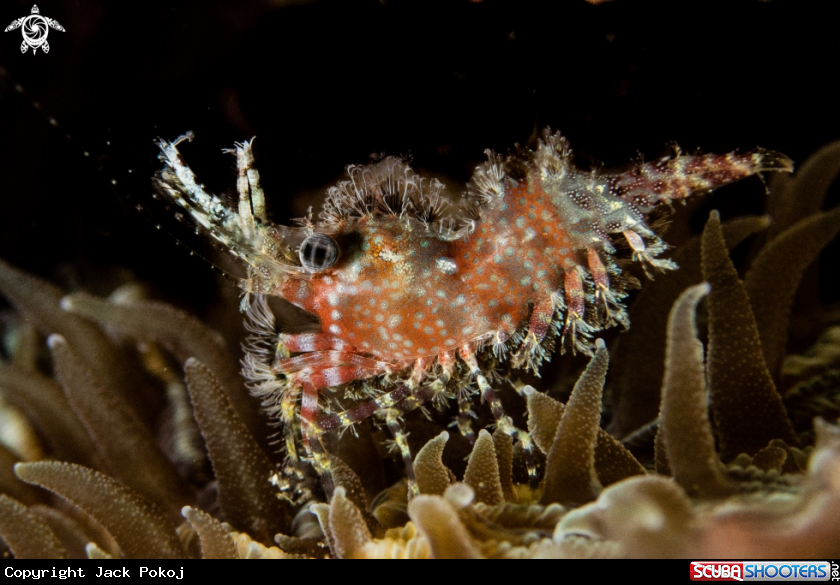A Marble shrimp