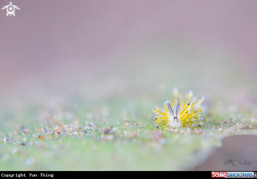 A Nudibranch
