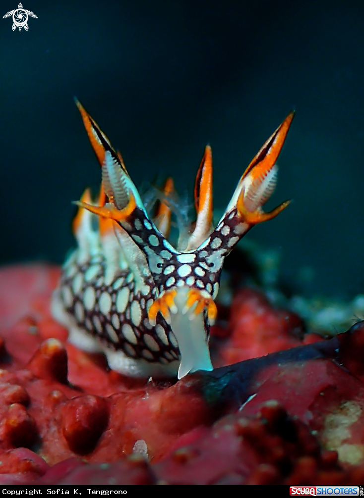 A Nudibranch