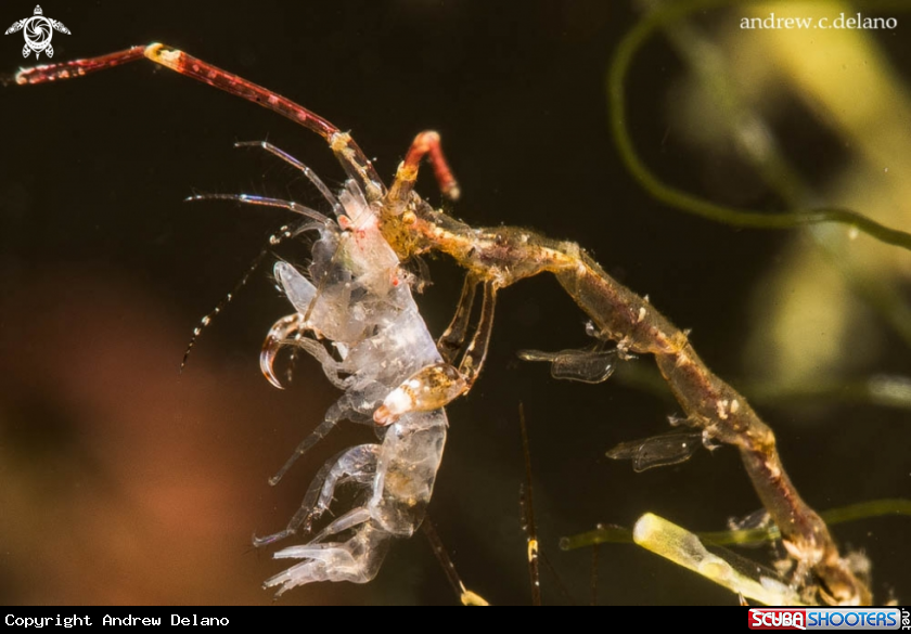 A Amphipod, Skeleton Shrimp