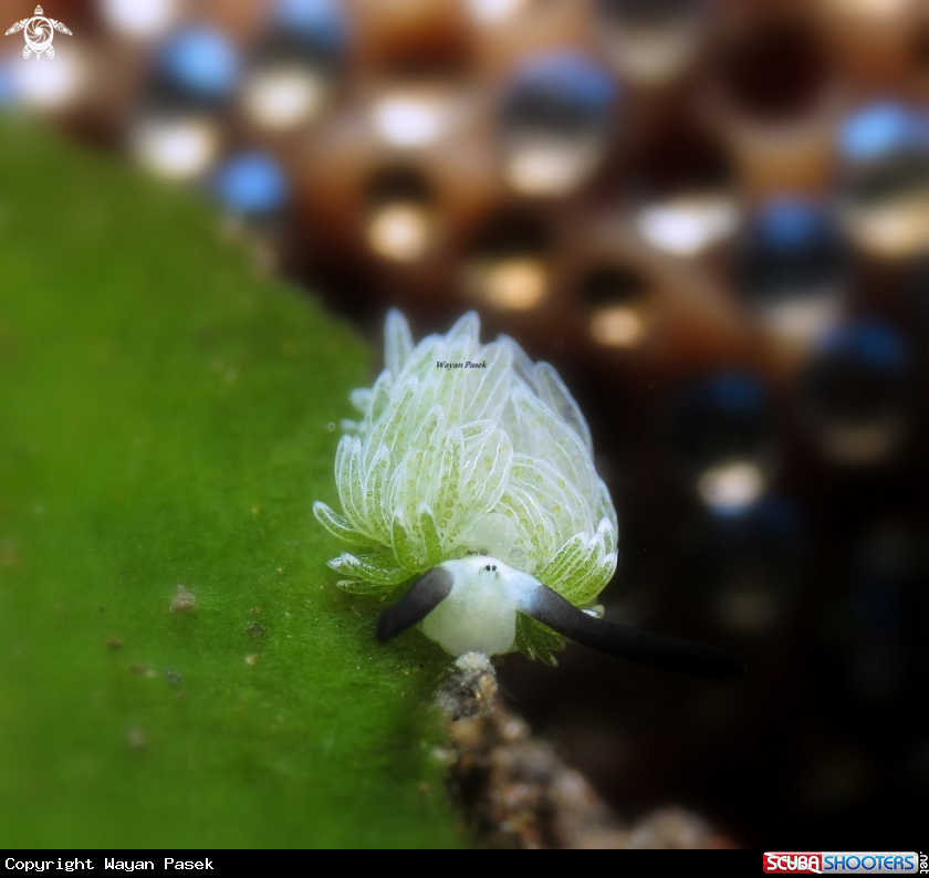 A costasiella usagi