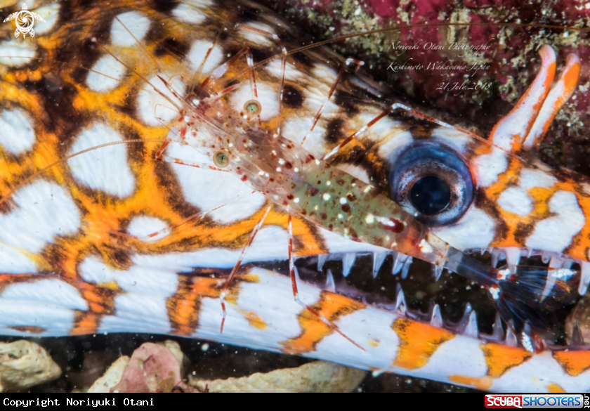 A Leopard moray eel and Clear Cleaner Shrimp at Kushimoto Wakayama Japan 21.July.2018
