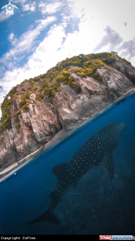 A Whale Shark