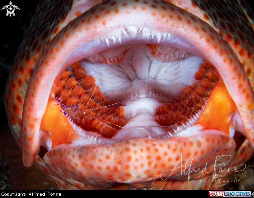A Nassau Grouper