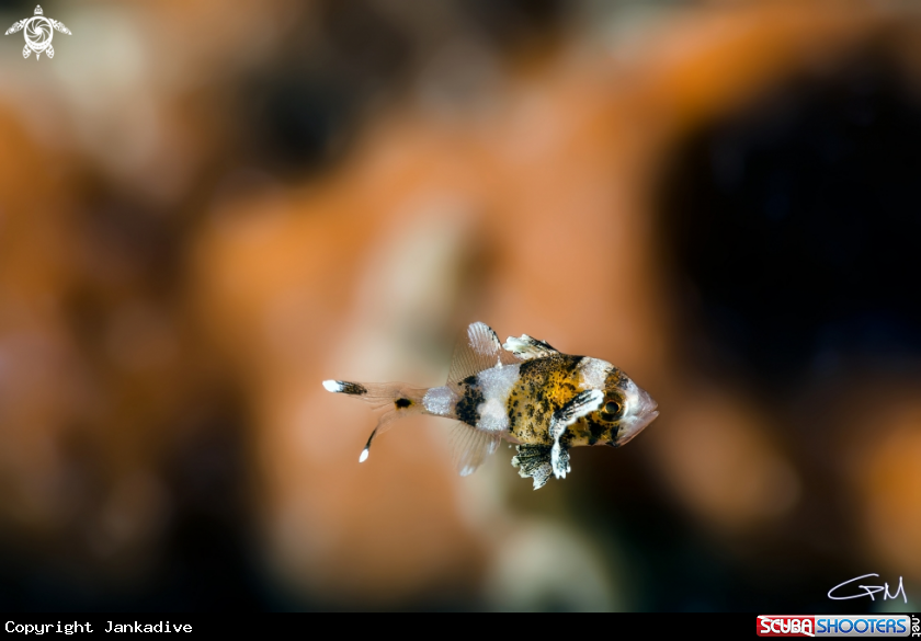A Harlequin Sweetlips