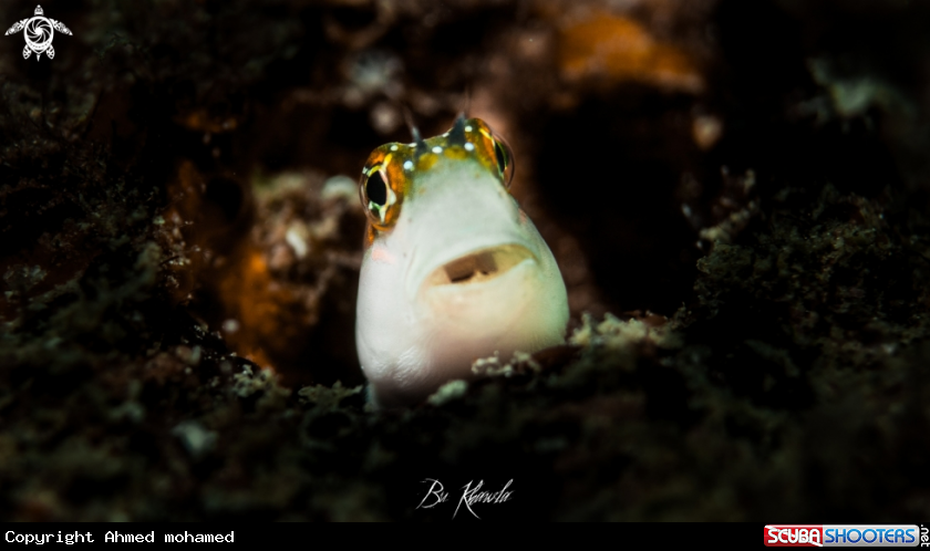 A Blenny fish 