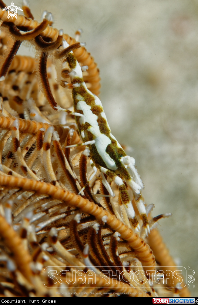 A Shrimp