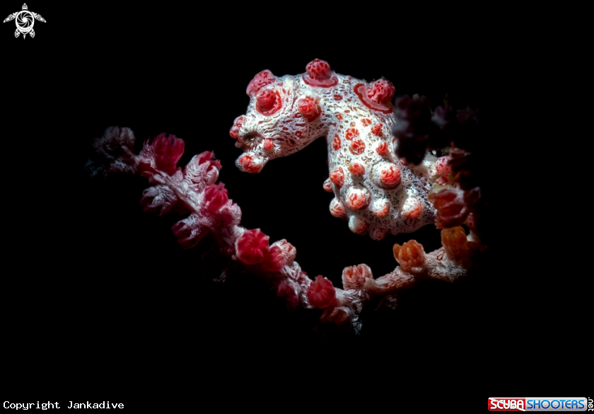 A Pygmy seahorse