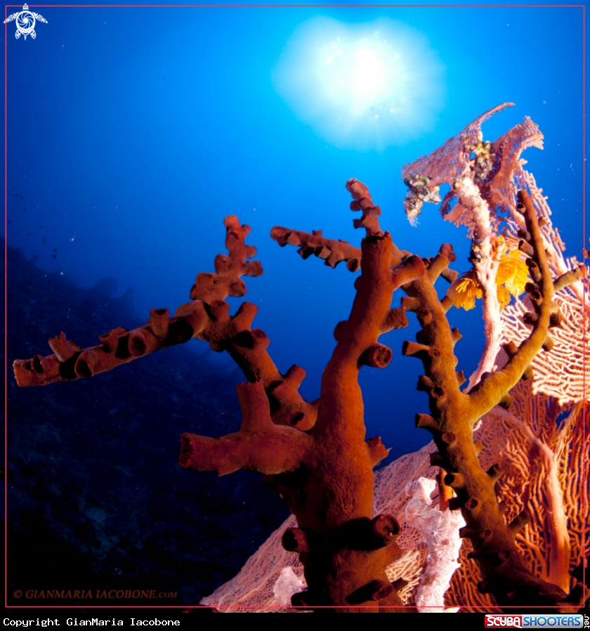 A dendrophyllia