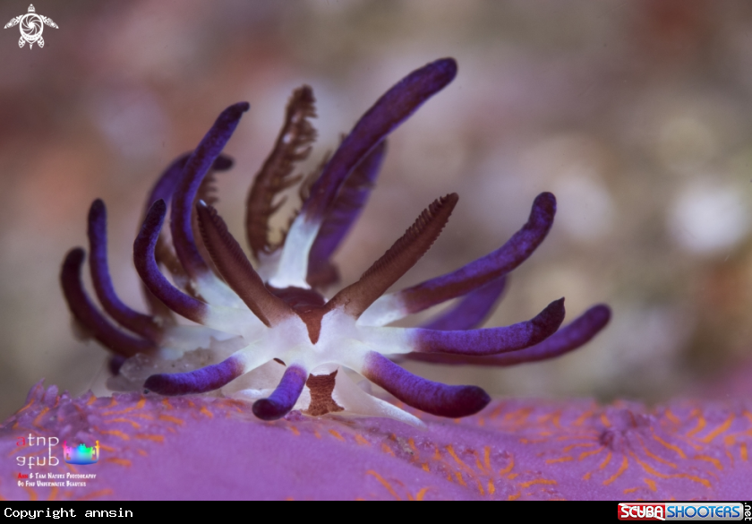 A Okenia kendi