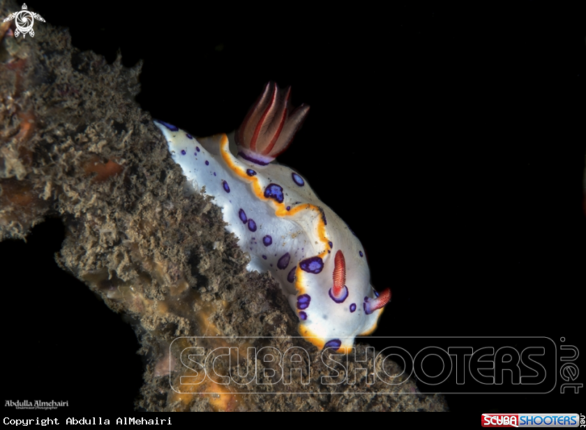 A Nudibranch 