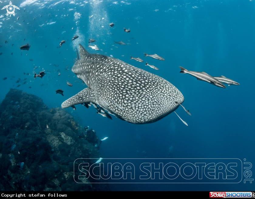 A Whale Shark
