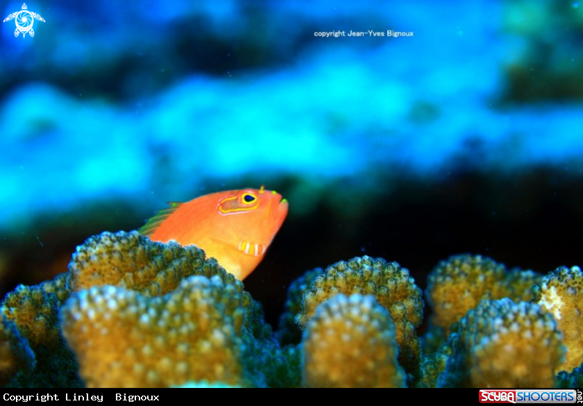 A Hawkfish Mauritius ,Grand Baie at Silver Star Shipwreck