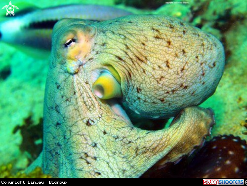 A Octopus Balaclava Turtle Bay ,Mauritius