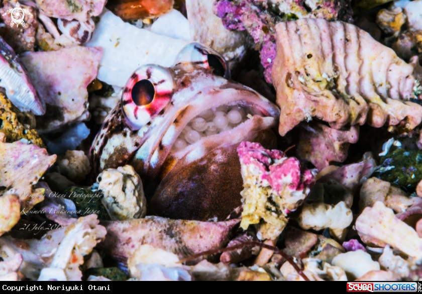 A Jawfish