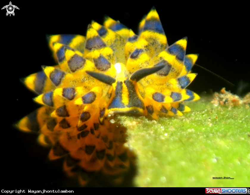 A Costasiella