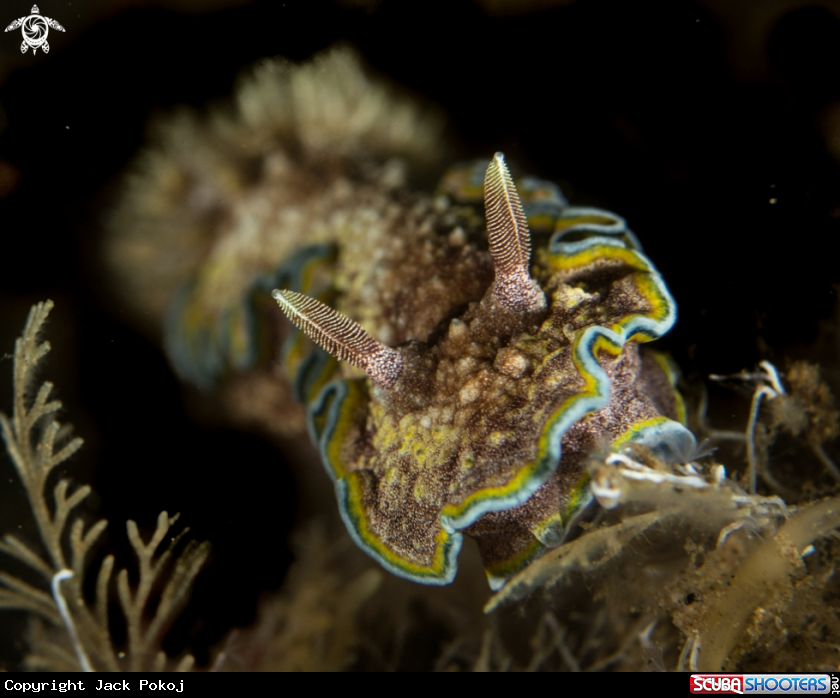 A Glossodoris cincta
