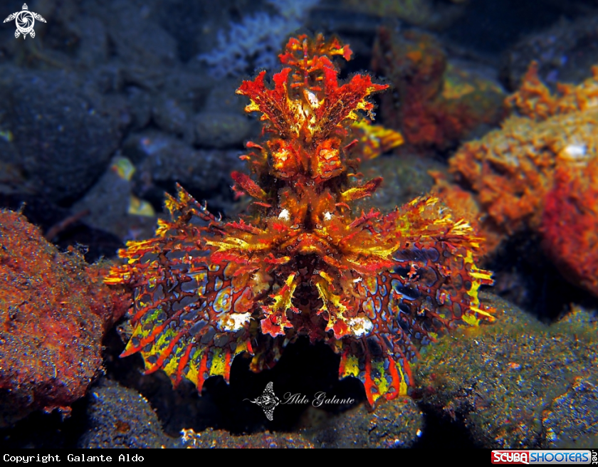 A Weedy Scorpionfish.
