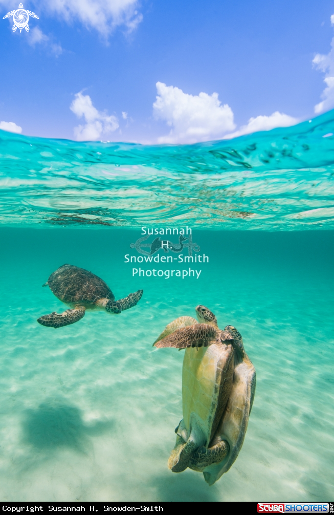 A Mating Sea Turtles