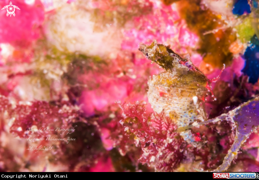 A Japanese pygmy seahorse
