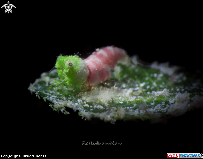 A Sashimi Shrimp