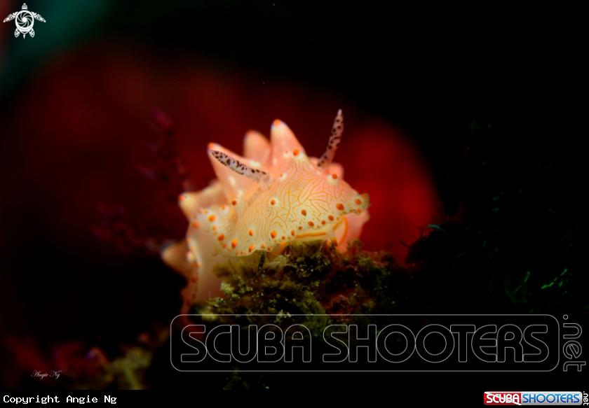 A Nudi