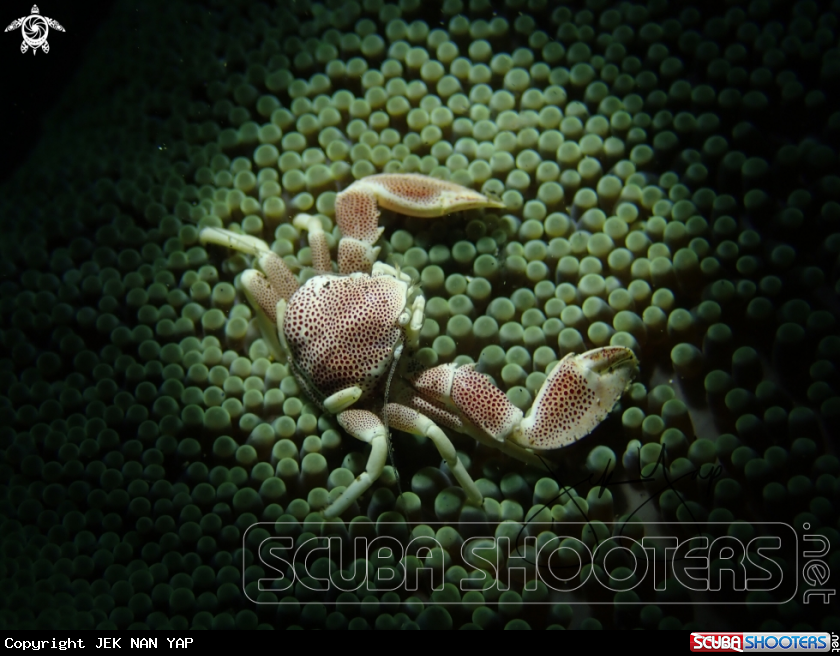 A Porcelain crab 