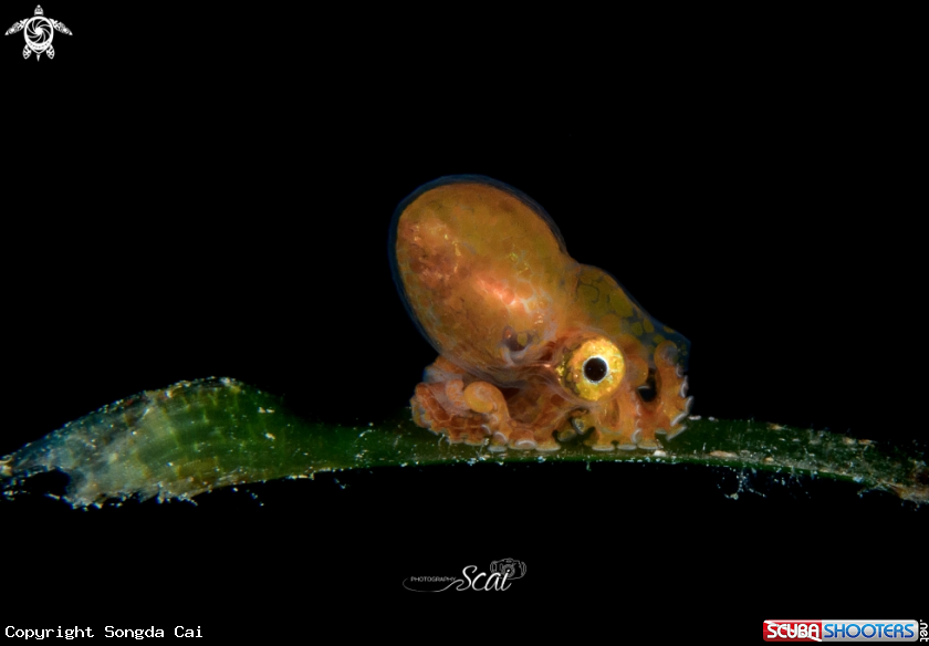 A Octopus