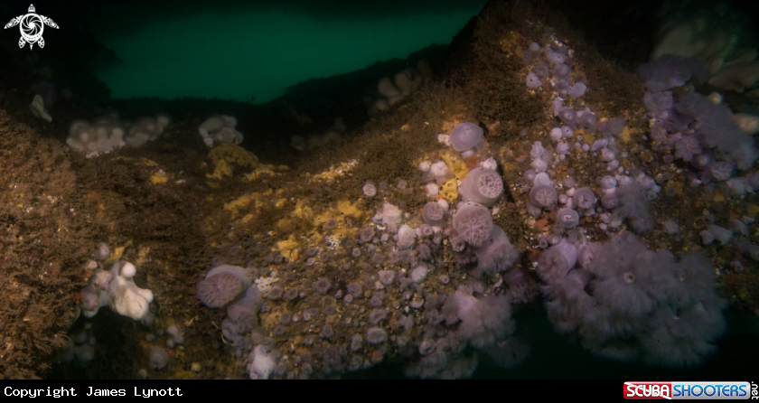 A Plumose Anemones