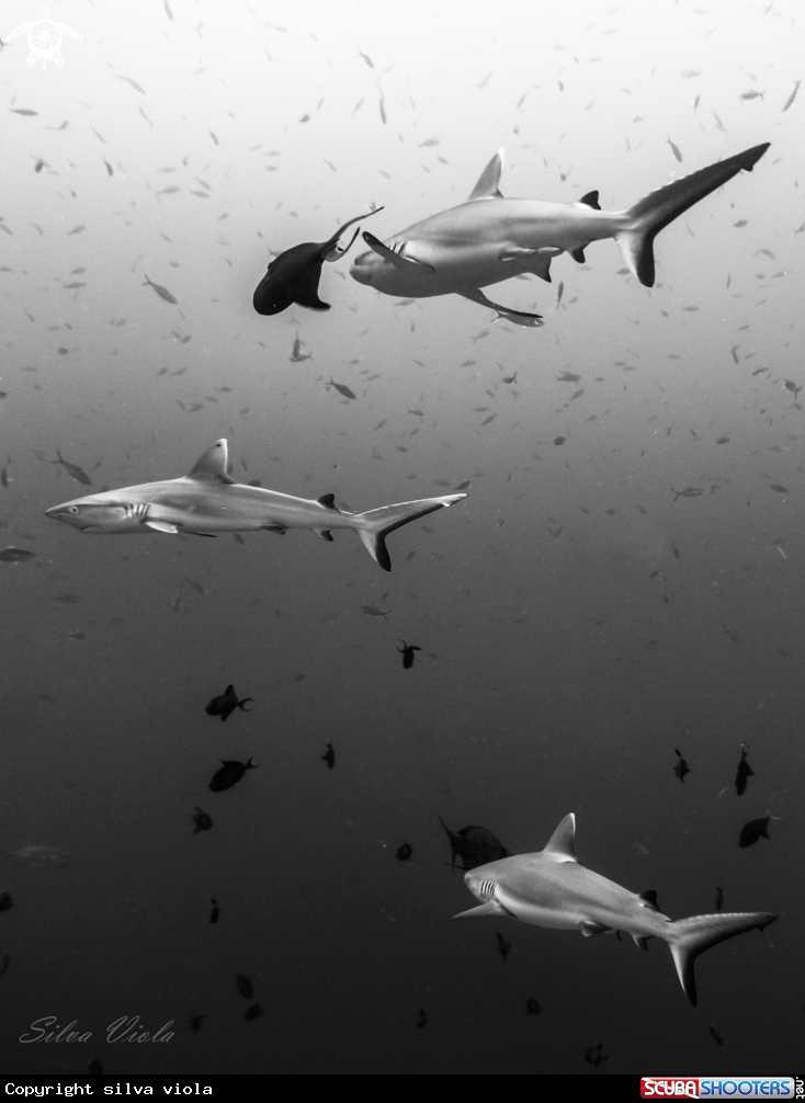 A Grey reef shark