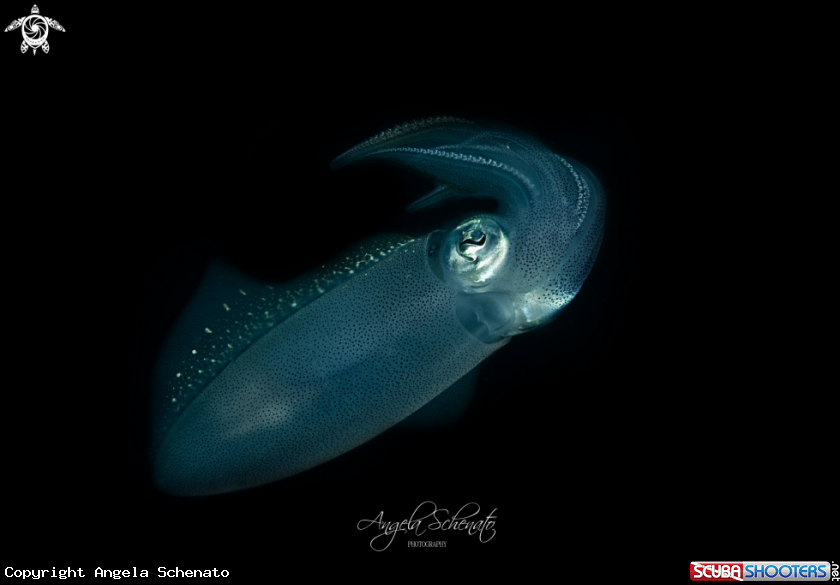 A Squid