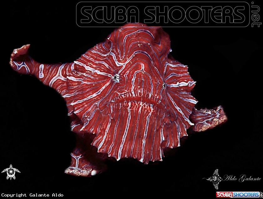 A Psychedelic Frogfish
