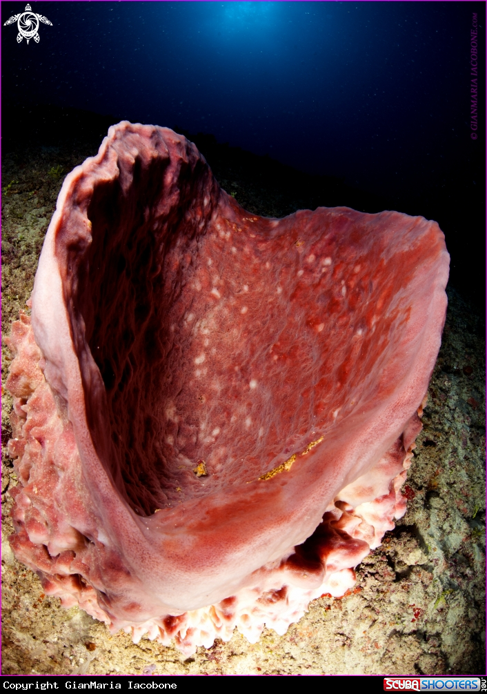A Giant sponge