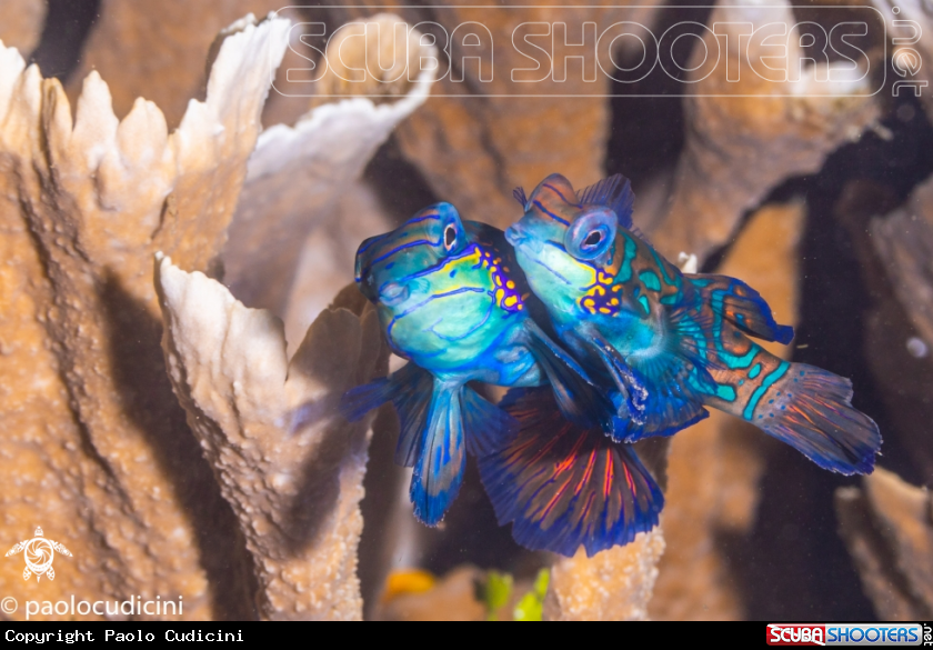 A Mandarin Fish
