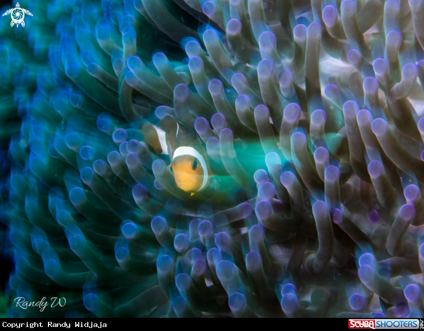 A Clown Fish