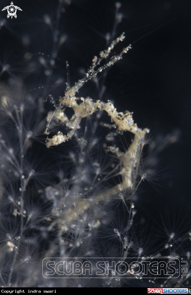 A Skeleton Shrimp